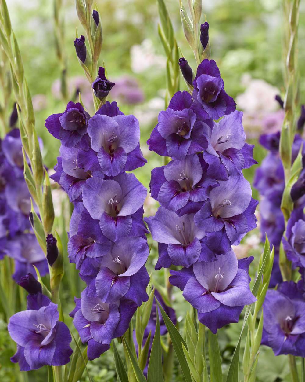 Gladiolus 'Purple Magic'